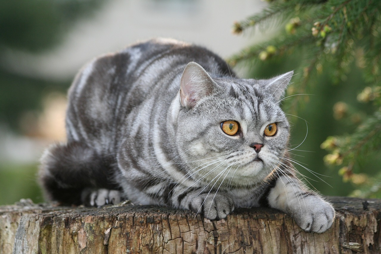 The Unique Features of the British Longhair